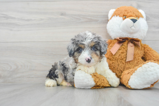 Best Mini Aussiedoodle Baby