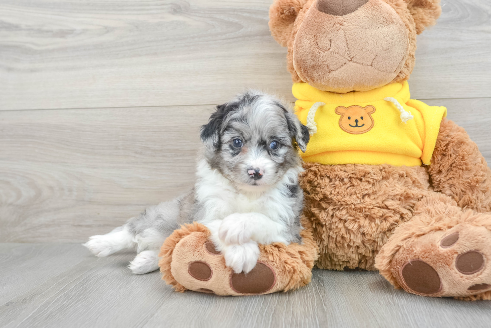 Funny Mini Aussiedoodle Poodle Mix Pup