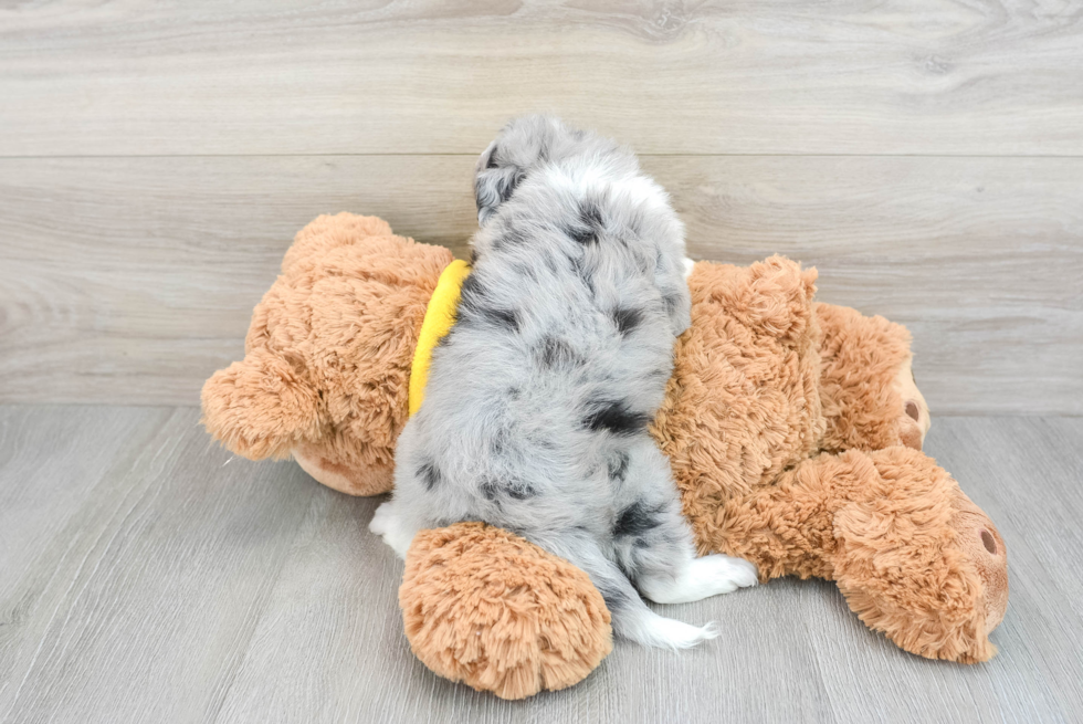 Smart Mini Aussiedoodle Poodle Mix Pup