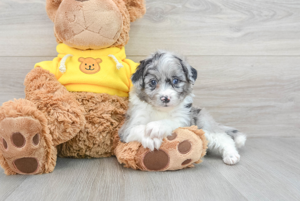 Little Aussiepoo Poodle Mix Puppy