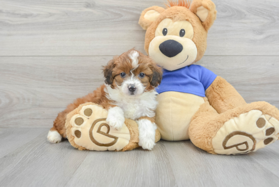 Happy Mini Aussiedoodle Baby