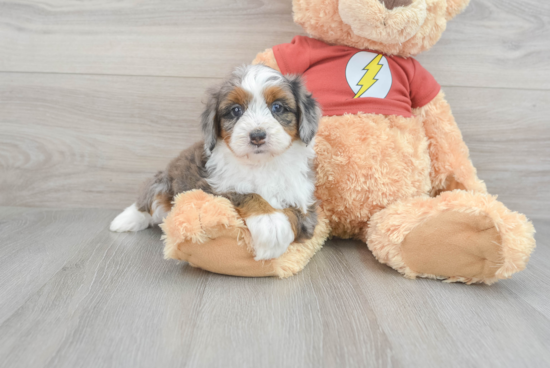 Happy Mini Aussiedoodle Baby