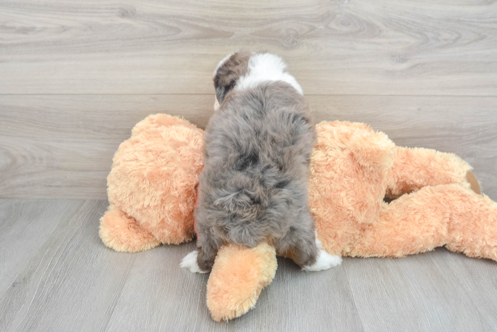 Hypoallergenic Aussiepoo Poodle Mix Puppy