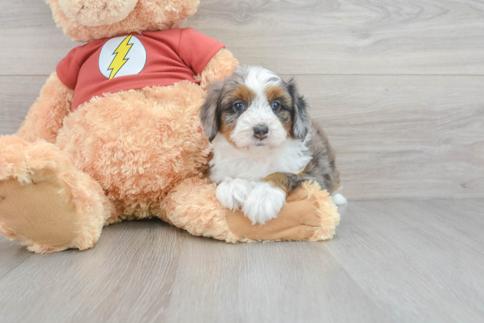 Funny Mini Aussiedoodle Poodle Mix Pup