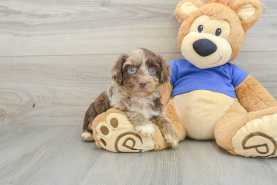 Mini Aussiedoodle Pup Being Cute