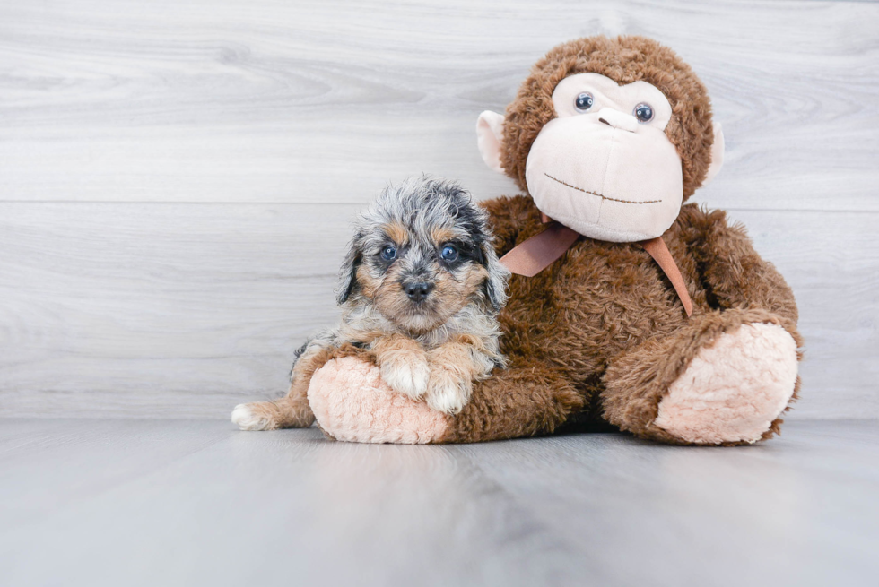 Mini Aussiedoodle Puppy for Adoption