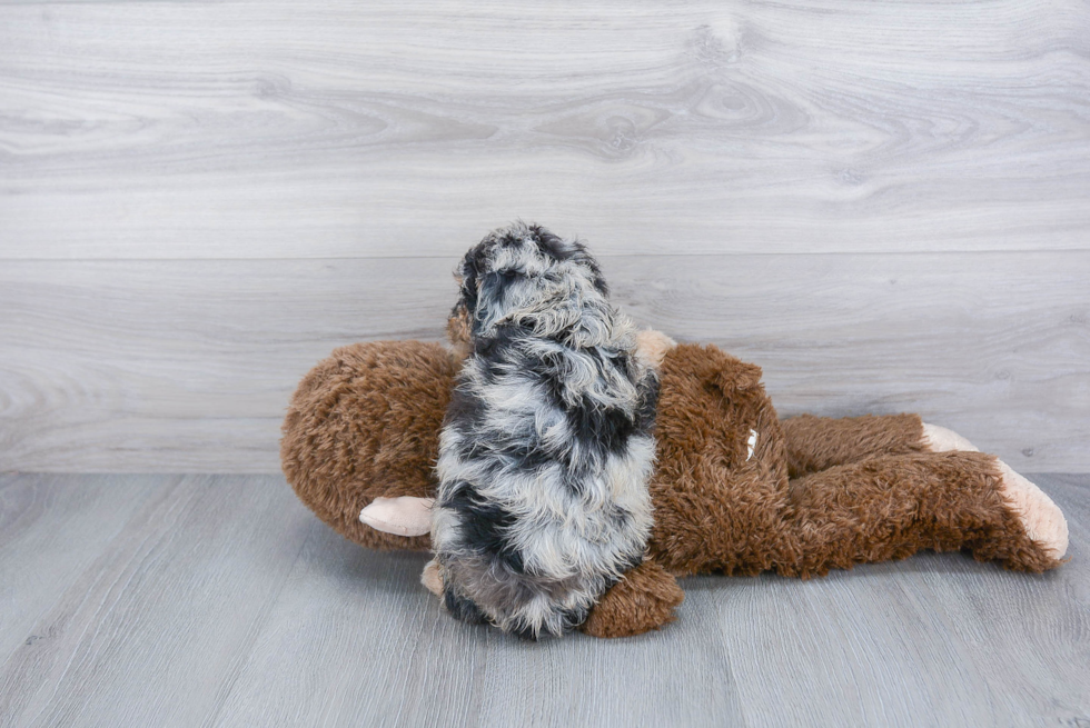 Mini Aussiedoodle Puppy for Adoption