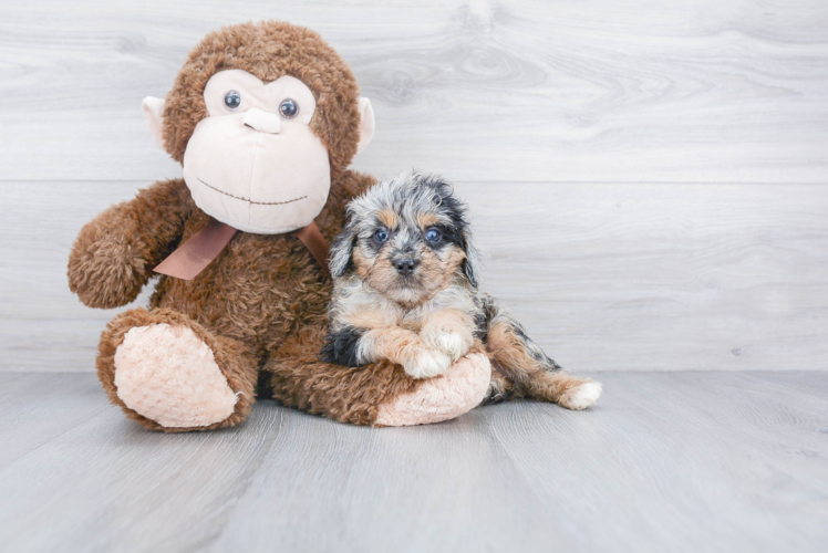 Mini Aussiedoodle Pup Being Cute