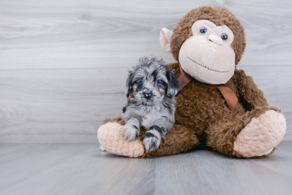 Best Mini Aussiedoodle Baby