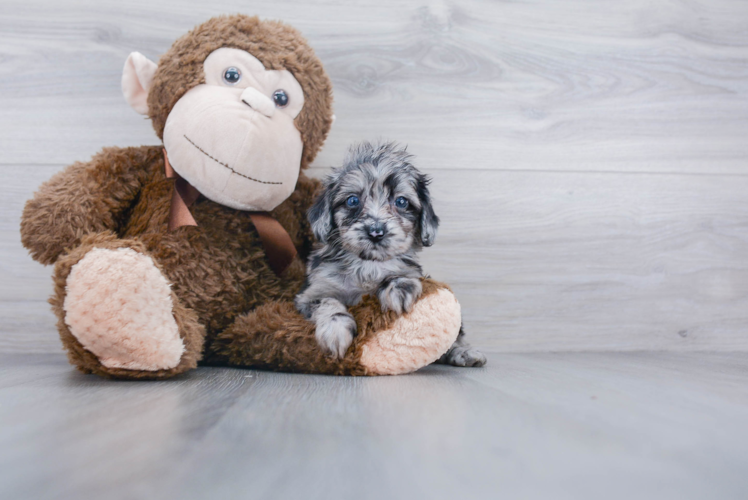 Energetic Aussiepoo Poodle Mix Puppy