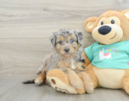 7 week old Mini Aussiedoodle Puppy For Sale - Premier Pups
