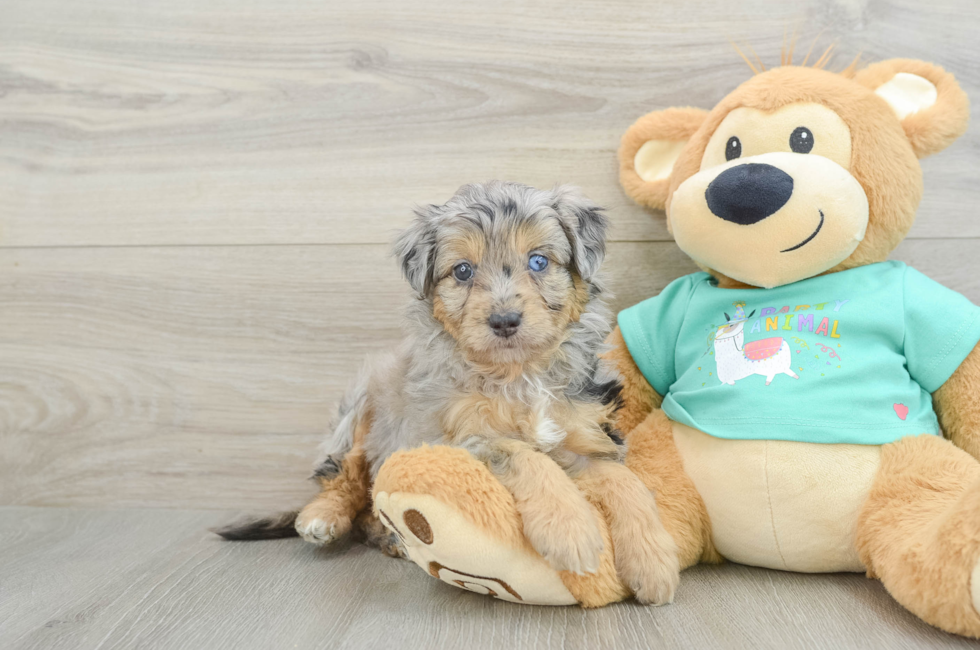 5 week old Mini Aussiedoodle Puppy For Sale - Premier Pups