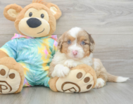 8 week old Mini Aussiedoodle Puppy For Sale - Premier Pups