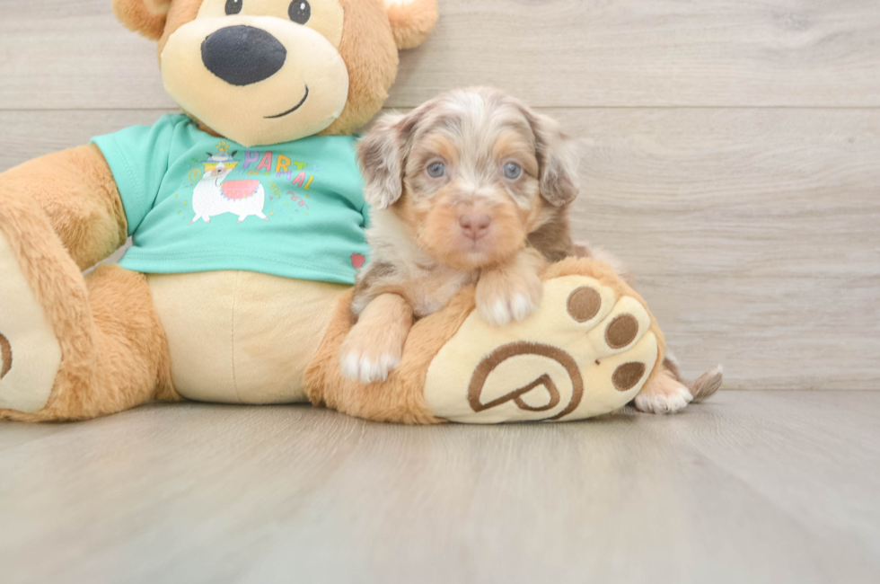6 week old Mini Aussiedoodle Puppy For Sale - Premier Pups