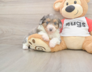 7 week old Mini Aussiedoodle Puppy For Sale - Premier Pups