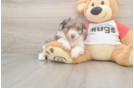 Best Mini Aussiedoodle Baby