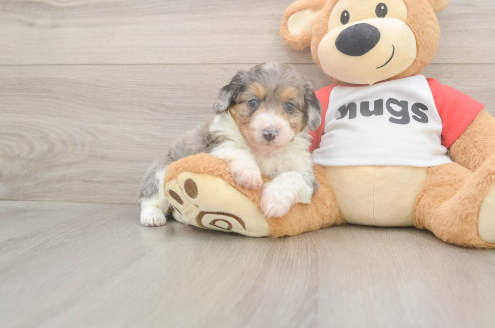 5 week old Mini Aussiedoodle Puppy For Sale - Premier Pups