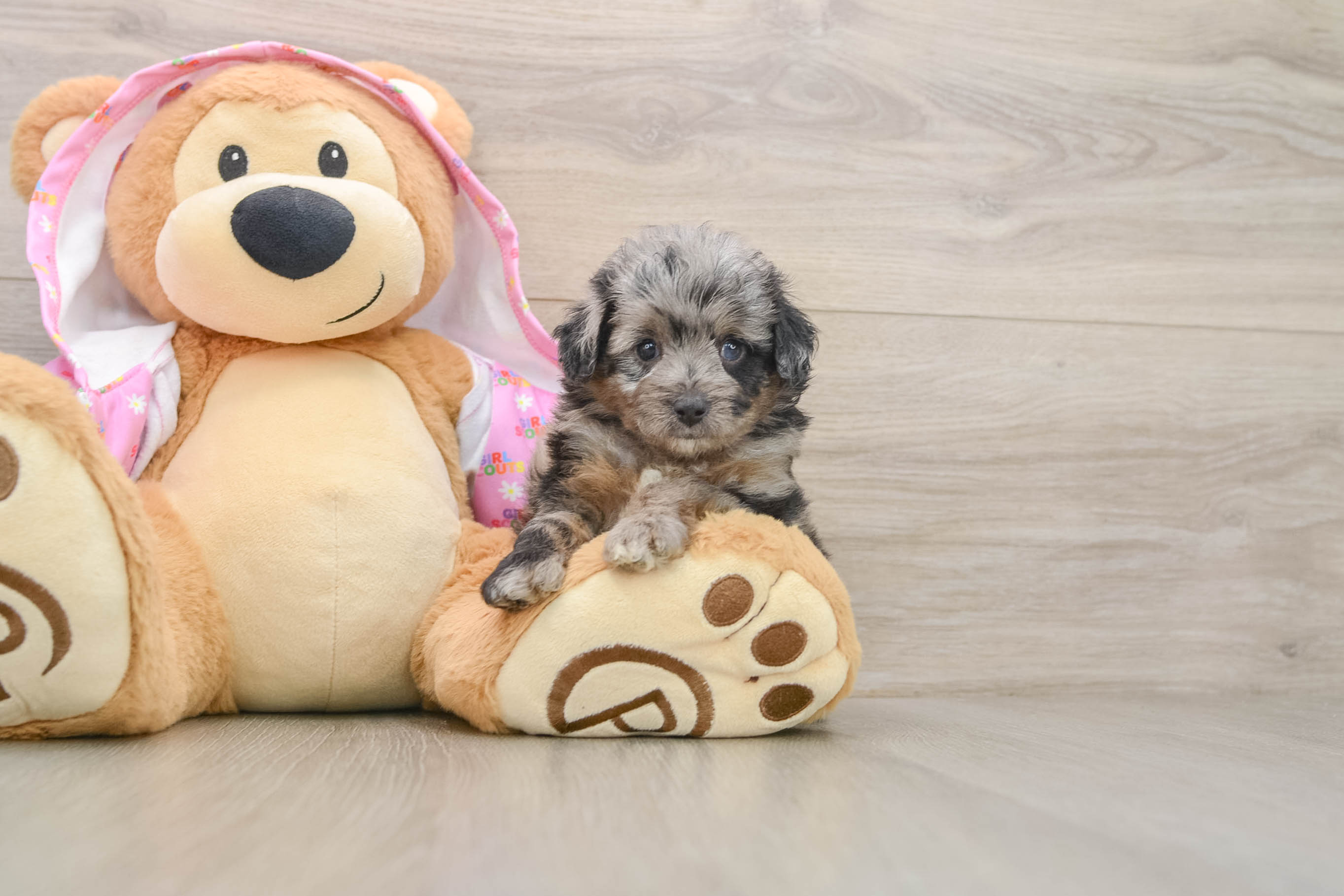 Happy Mini Aussiedoodle Baby
