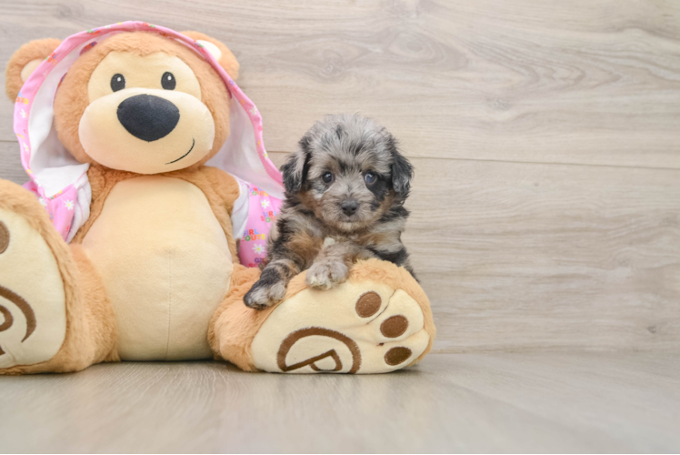 Happy Mini Aussiedoodle Baby