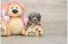 Happy Mini Aussiedoodle Baby