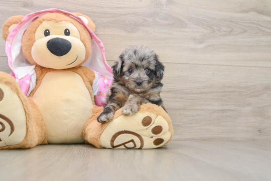 Happy Mini Aussiedoodle Baby