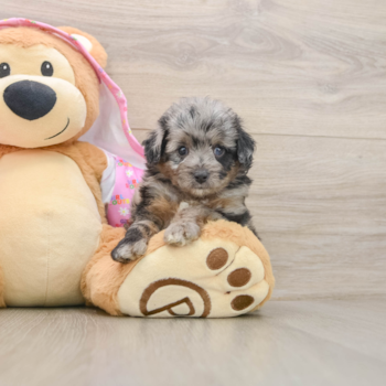Happy Mini Aussiedoodle Baby