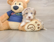 9 week old Mini Aussiedoodle Puppy For Sale - Premier Pups