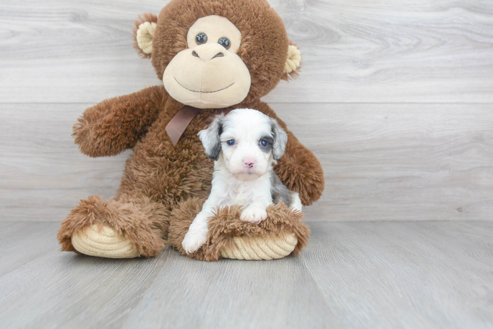 Little Aussiepoo Poodle Mix Puppy