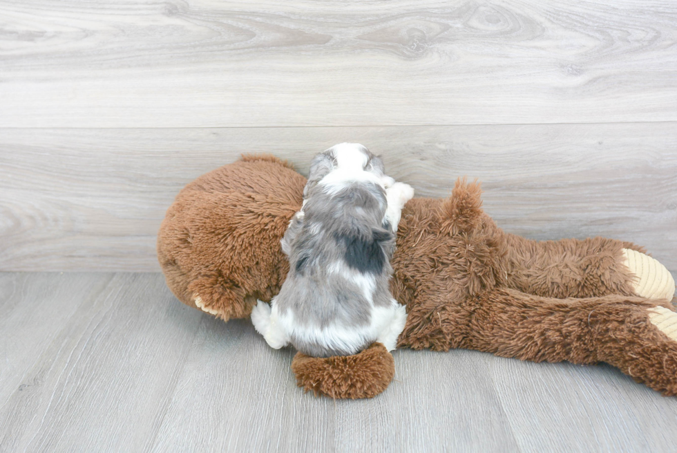 Friendly Mini Aussiedoodle Baby