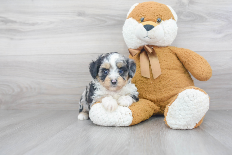 Mini Aussiedoodle Puppy for Adoption