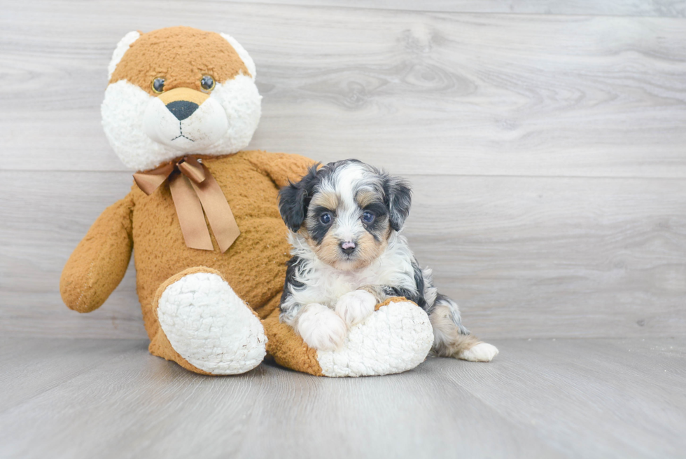 Mini Aussiedoodle Puppy for Adoption