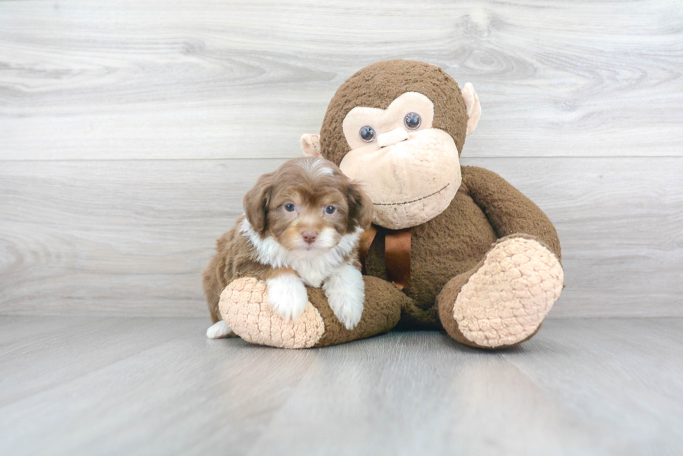 Playful Aussiepoo Poodle Mix Puppy