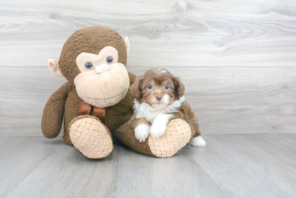 Fluffy Mini Aussiedoodle Poodle Mix Pup