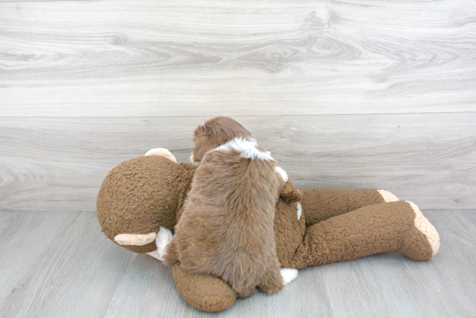 Best Mini Aussiedoodle Baby