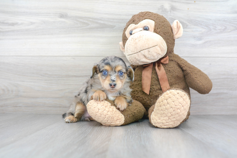 Best Mini Aussiedoodle Baby