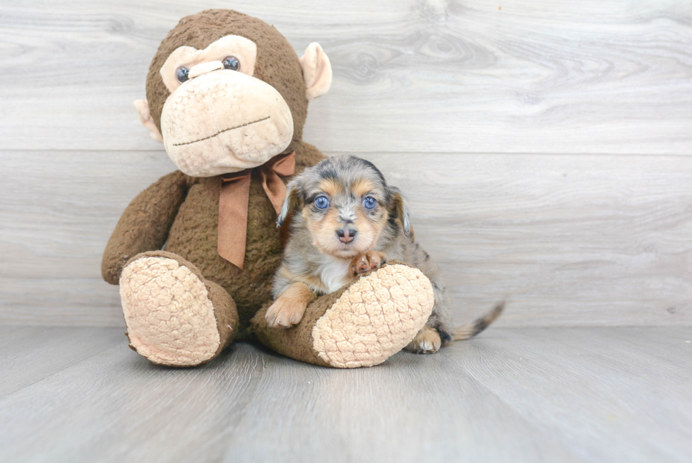 Petite Mini Aussiedoodle Poodle Mix Pup