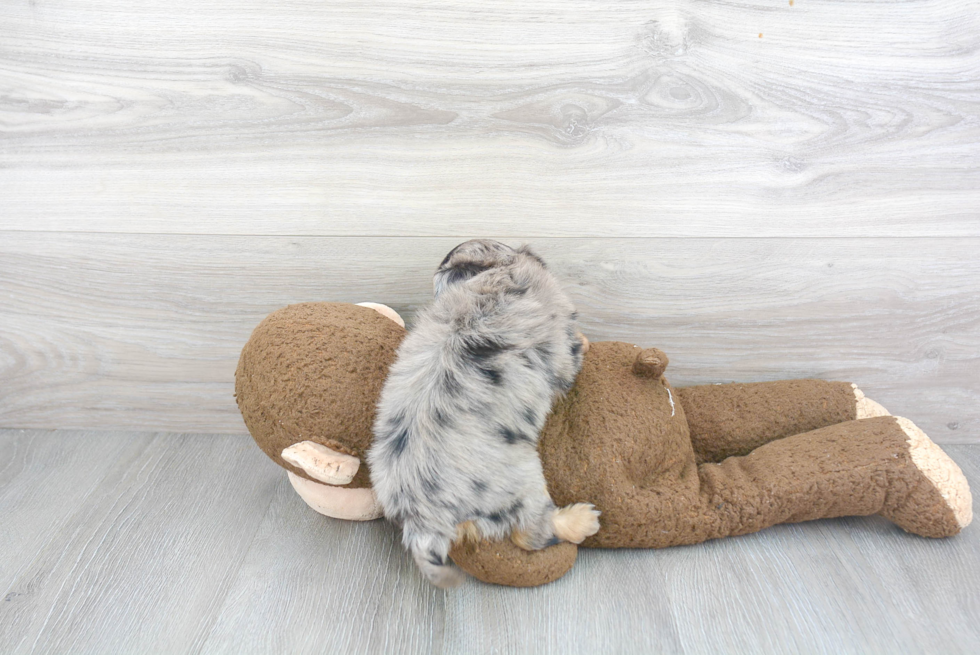 Mini Aussiedoodle Puppy for Adoption