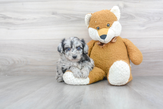 Best Mini Aussiedoodle Baby