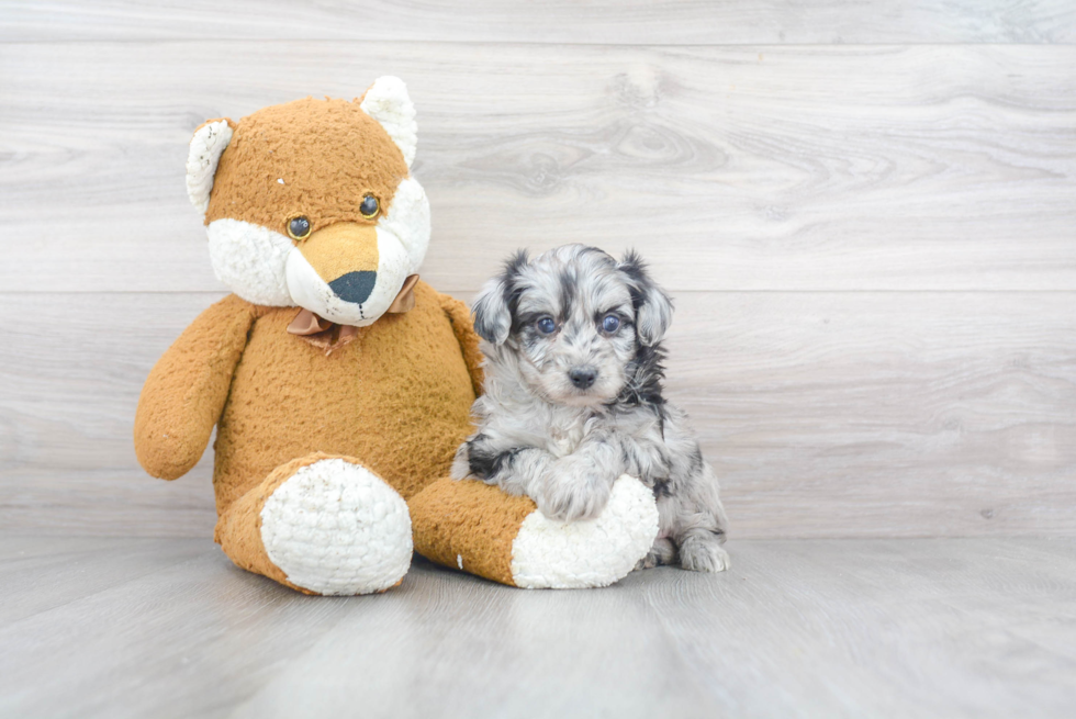 Adorable Aussiepoo Poodle Mix Puppy