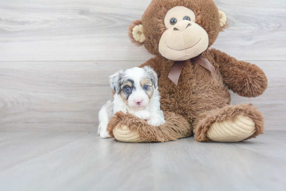 Smart Mini Aussiedoodle Poodle Mix Pup