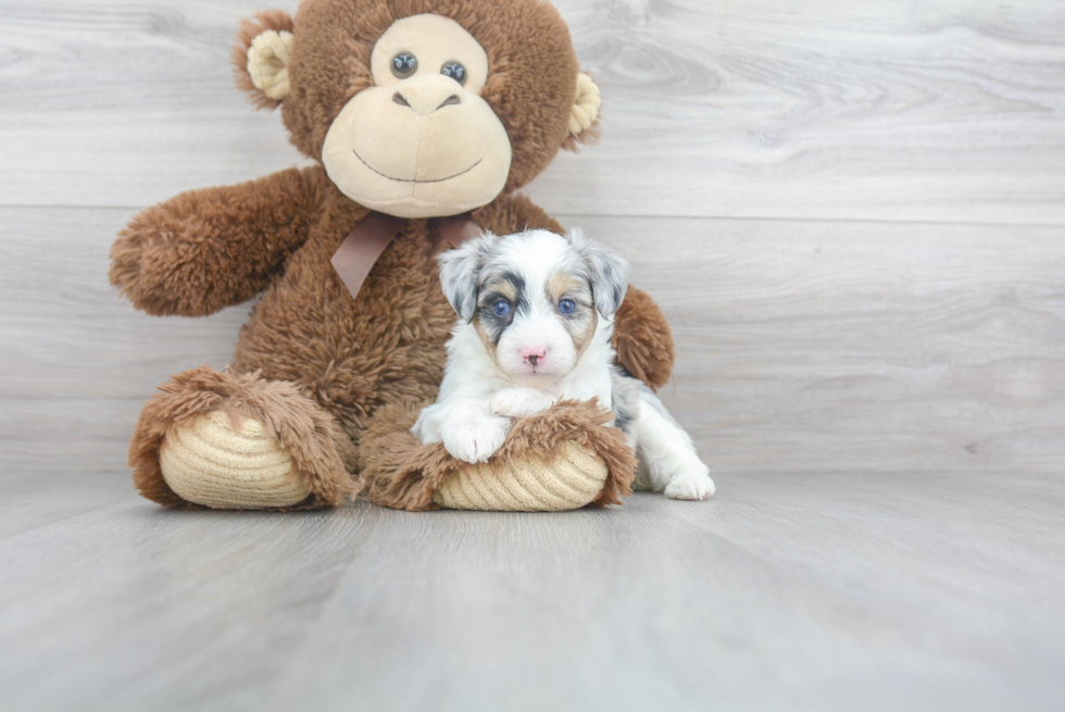 Mini Aussiedoodle Pup Being Cute