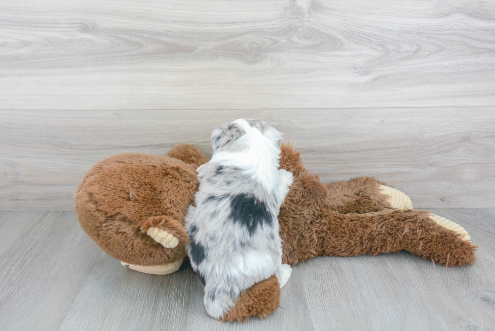 Mini Aussiedoodle Pup Being Cute