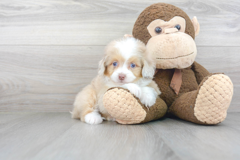 Best Mini Aussiedoodle Baby