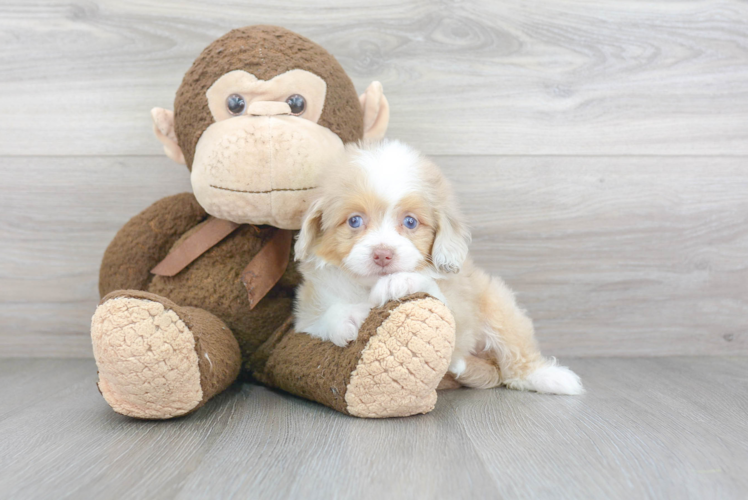 Playful Aussiepoo Poodle Mix Puppy