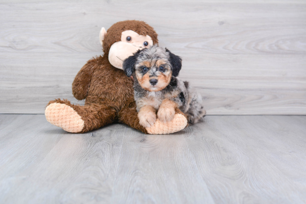 Little Aussiepoo Poodle Mix Puppy