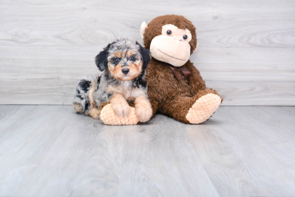 Little Aussiepoo Poodle Mix Puppy