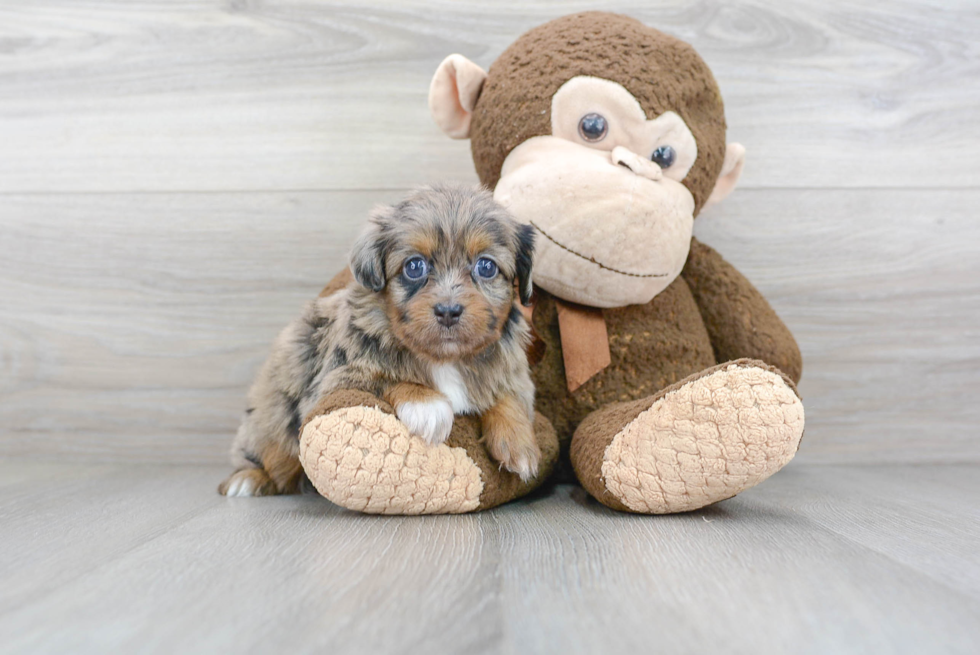 Energetic Aussiepoo Poodle Mix Puppy