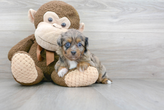 Friendly Mini Aussiedoodle Baby