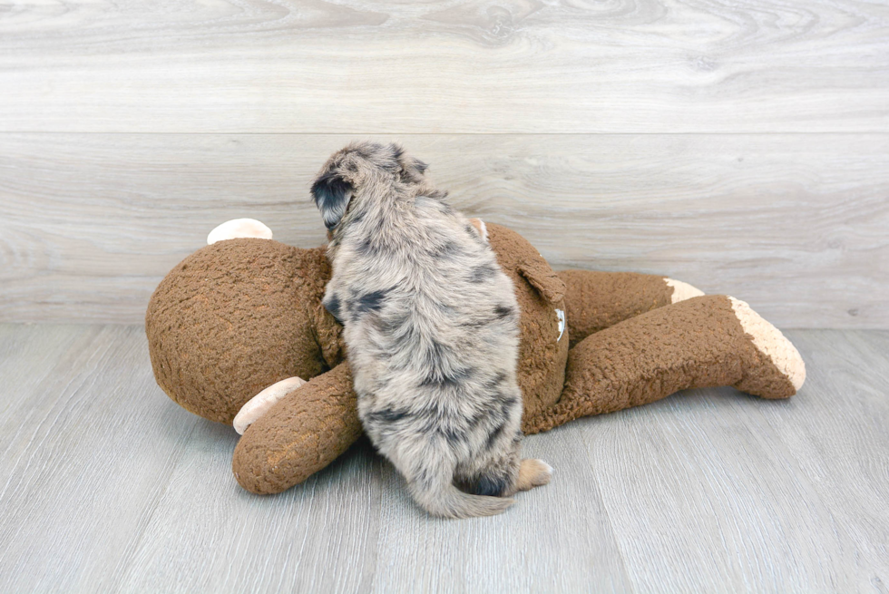 Small Mini Aussiedoodle Baby