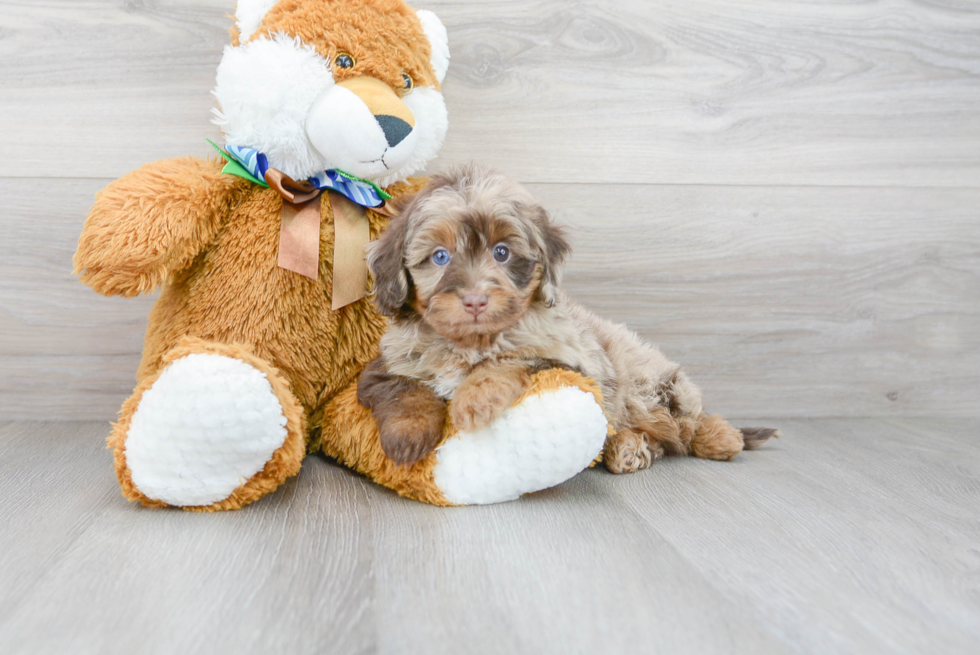 Hypoallergenic Aussiepoo Poodle Mix Puppy